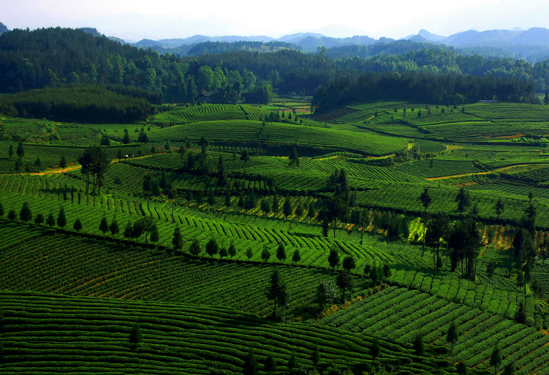 贵州茶业经济年会首推杰出创新人才奖 寻找贵州茶界“最强80后”