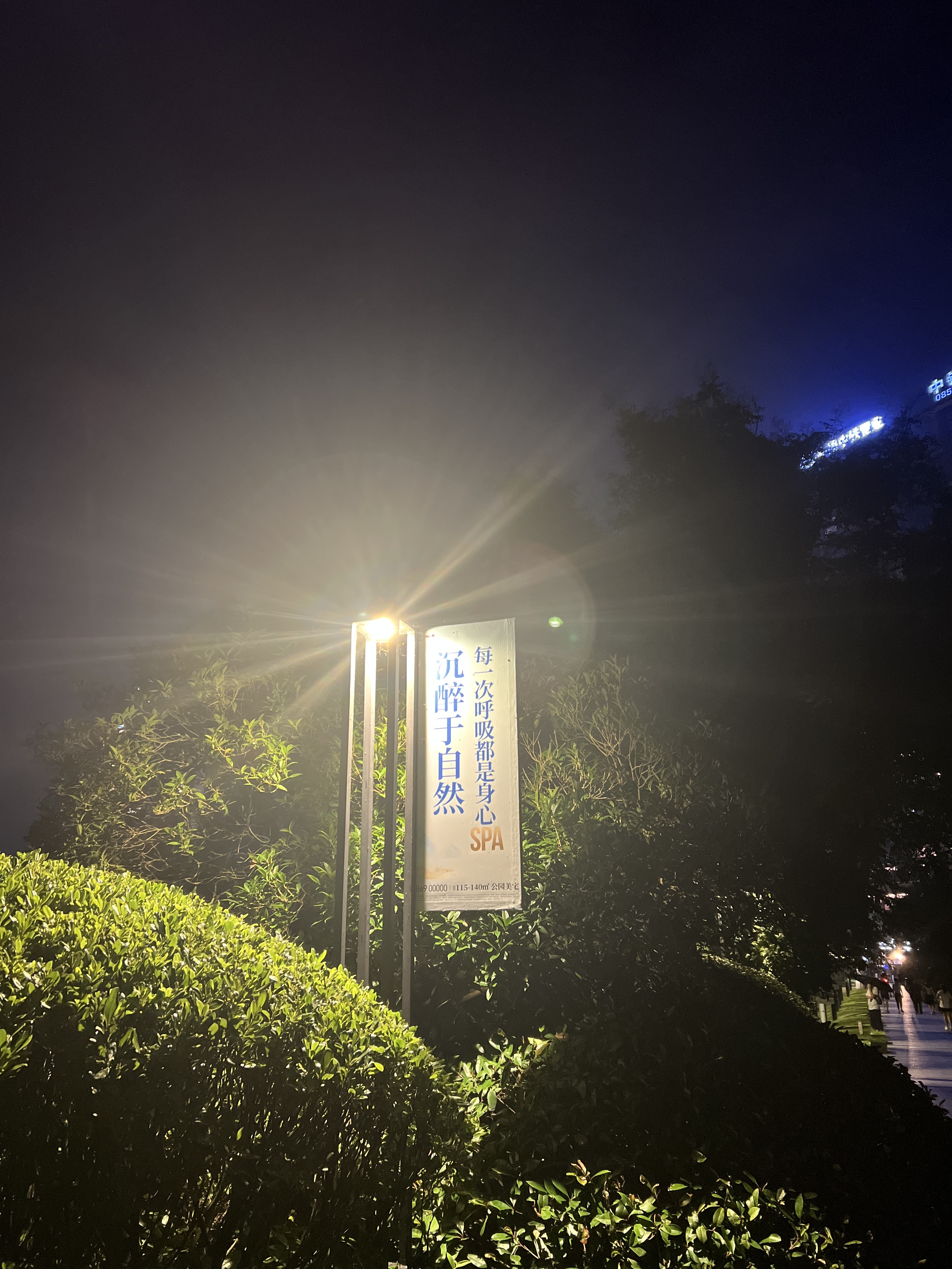 七夕玫瑰香