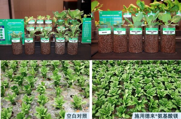 从技术突破到行业标杆：拜耳发布德来®氨基酸镁，助推作物健康新时代