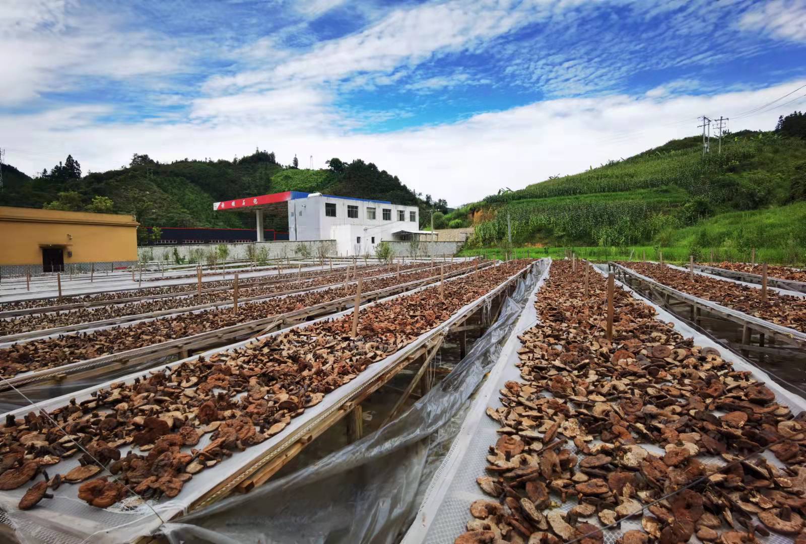 从黔地深山到全球舞台：贵州中科分子以科技之力，让“黔货”成健康优品