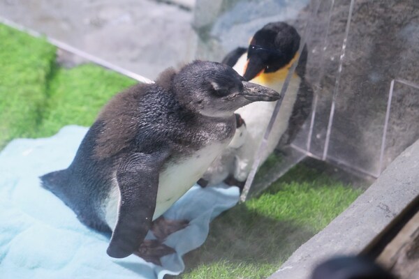 半马苏河 快乐加"马"  长风海洋世界14年来繁育的首只企鹅宝宝名字揭晓