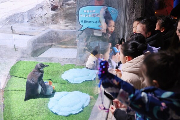 半马苏河 快乐加"马"  长风海洋世界14年来繁育的首只企鹅宝宝名字揭晓