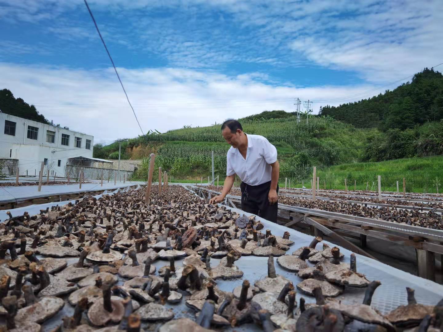 藏在日常里的“贵州科技养生”!贵州中科分子让道地本草走进千万家庭 藏在日常里的“贵州科技养生”!贵州中科分子让道地本草走进千万家庭