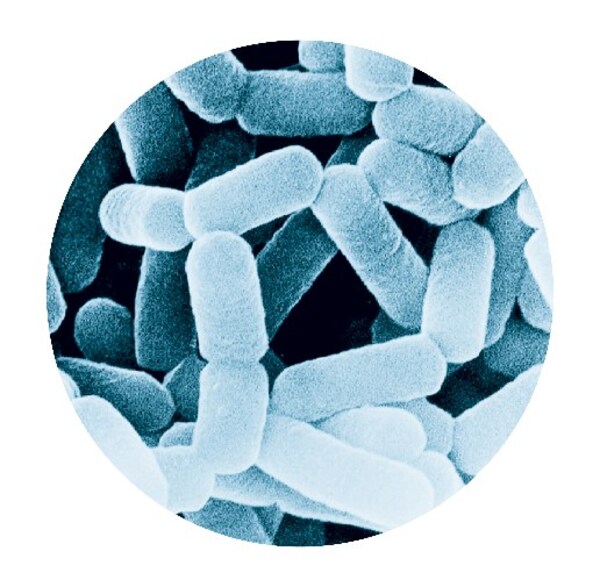 新春"马"上添活力，养乐多新春限定包装踏福而来