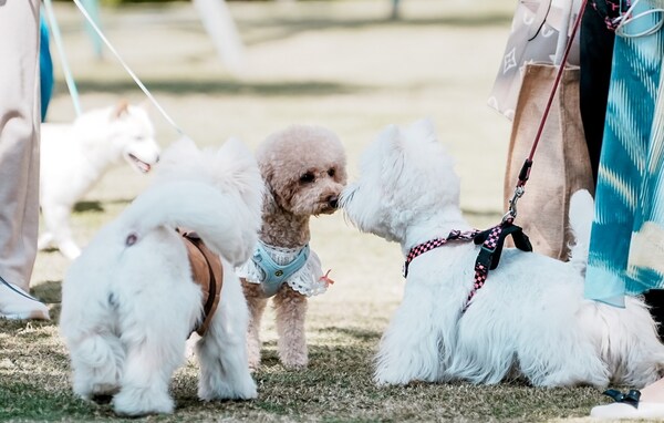 海南清水湾金普顿酒店举办爱宠聚会 焕新宠物友好度假生活方式 海南清水湾金普顿酒店举办爱宠聚会 焕新宠物友好度假生活方式