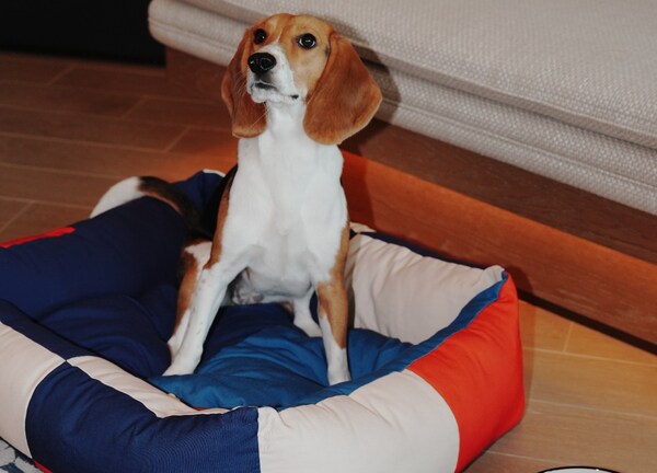 海南清水湾金普顿酒店举办爱宠聚会 焕新宠物友好度假生活方式 海南清水湾金普顿酒店举办爱宠聚会 焕新宠物友好度假生活方式