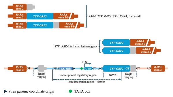 新发现：陆道培分子医学团队领衔发现指环病毒导致白血病的新病种
