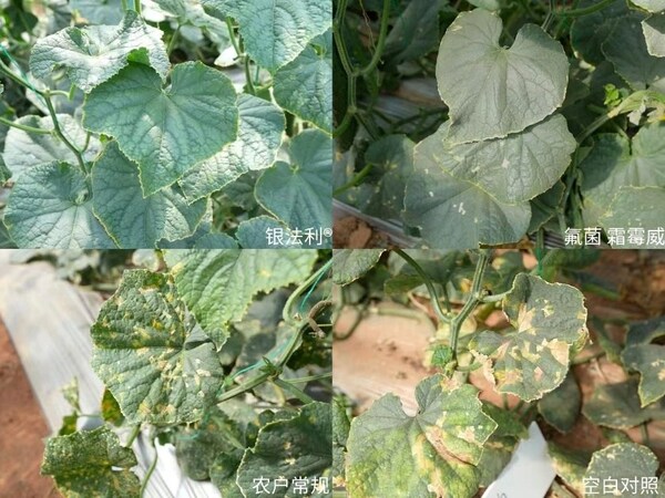 给"利"守护，放心托付：拜耳银法利®二十载，与农同心启新程