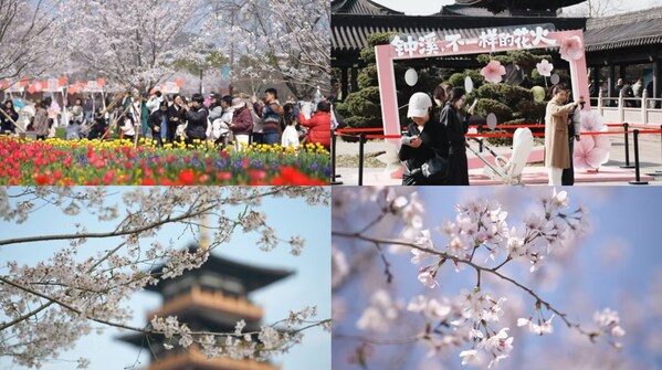 CCTV+:樱花盛开吸引各地游客来到华东平湖市 CCTV+:樱花盛开吸引各地游客来到华东平湖市