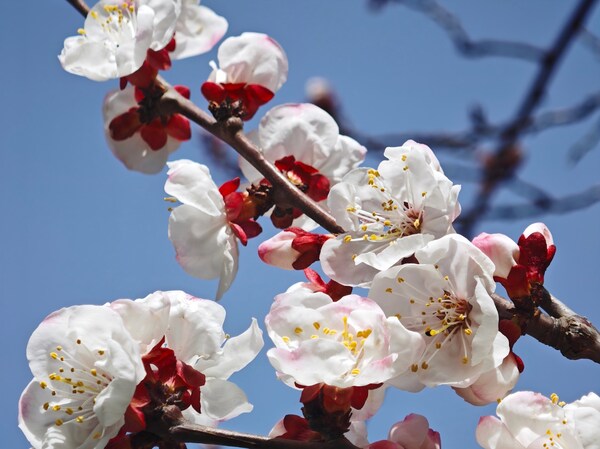 首届太白山桃花水温泉文化旅游季启幕，千年"桃花水"民俗焕发新活力