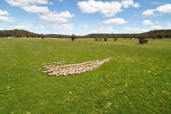 澳洲羊肉日益融入本土餐饮场景 满足多元消费需求
