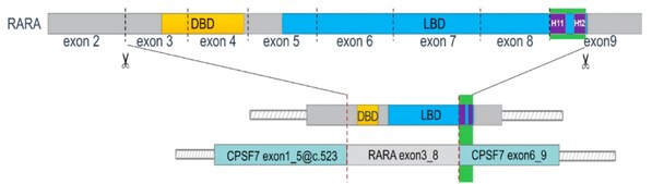 持续引领aAPL研究：陆道培分子医学团队携手多中心，再揭发病和原发耐药新机制