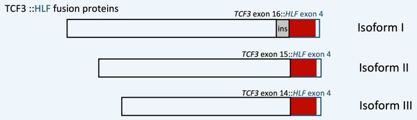 【前沿】陆道培分子医学团队于权威期刊再发论文，揭示极高危TCF3HLF白血病基因图谱与生存密码！
