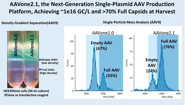 AAVnerGene发布下一代单质粒AAV生产平台AAVone®2.1，收获滴度高达约1e16 GC/L，完整衣壳率超70%